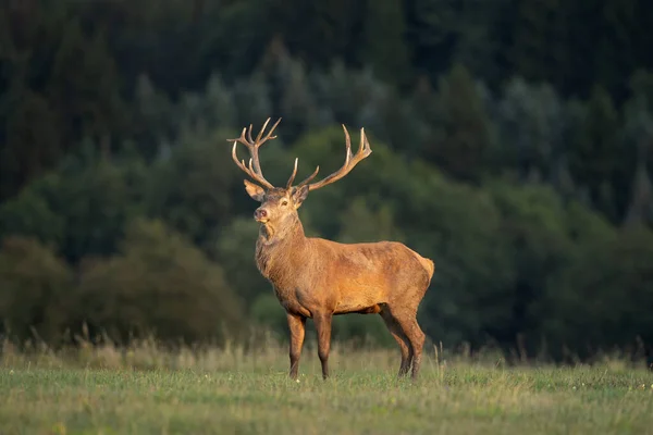 Veado Vermelho Prado Veado Durante Época Rutting Patrulha Veados Prado — Fotografia de Stock