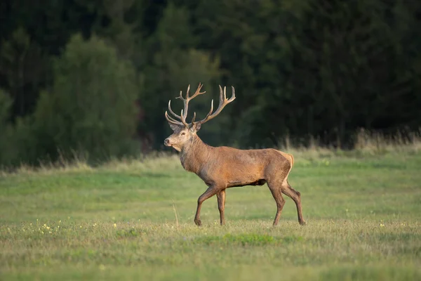 Rood Hert Het Weitje Herten Tijdens Het Bronstseizoen Hertenpatrouille Het — Stockfoto