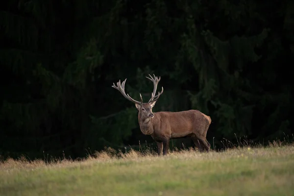 Veado Vermelho Prado Veado Durante Época Rutting Patrulha Veados Prado — Fotografia de Stock