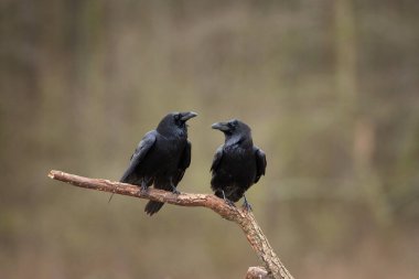 Sahada sıradan bir kuzgun. Yerde bir kuzgun sürüsü var. Avrupa vahşi doğası. Hayvanlar aleminde kış