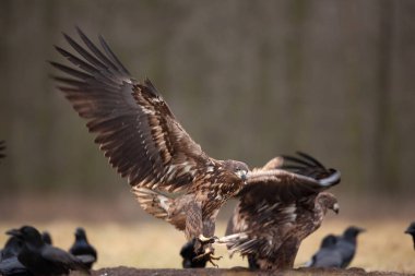 Beyaz kuyruklu kartal, sıradan kuzgun arasında. Kış boyunca kartal. Avrupa vahşi yaşamı.