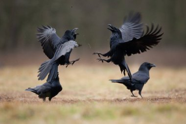 Common raven on the field. A flock of ravens on the ground. European wild nature. Winter in the animal kingdom clipart