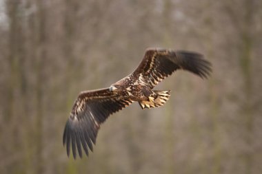 Beyaz kuyruklu kartal, haliaeetus albicilla, Avrupa doğası