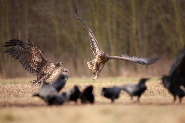 Beyaz kuyruklu kartal, sıradan kuzgun arasında. Kış boyunca kartal. Avrupa vahşi yaşamı.