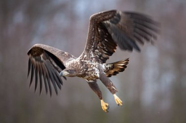 Beyaz kuyruklu kartal, haliaeetus albicilla, Avrupa doğası