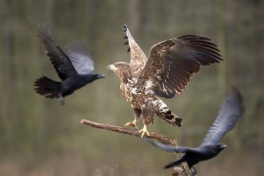 Beyaz kuyruklu kartal, sıradan kuzgun arasında. Kış boyunca kartal. Avrupa vahşi yaşamı.