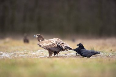 Beyaz kuyruklu kartal, sıradan kuzgun arasında. Kış boyunca kartal. Avrupa vahşi yaşamı.