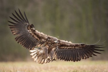 Beyaz kuyruklu kartal, haliaeetus albicilla, Avrupa doğası