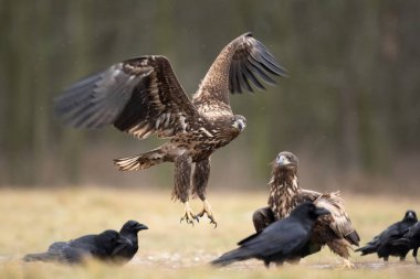 Beyaz kuyruklu kartal, sıradan kuzgun arasında. Kış boyunca kartal. Avrupa vahşi yaşamı.