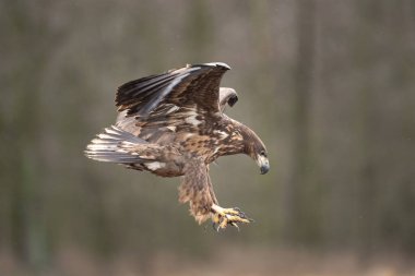 Beyaz kuyruklu kartal, haliaeetus albicilla, Avrupa doğası