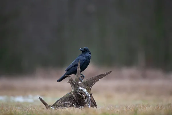 Corbeau Commun Sur Terrain Troupeau Corbeaux Sur Sol Nature Sauvage — Photo