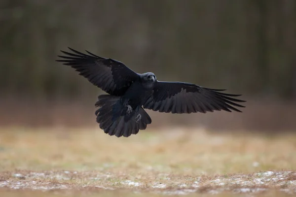 Common Raven Field Flock Ravens Ground European Wild Nature Winter — Stock Photo, Image