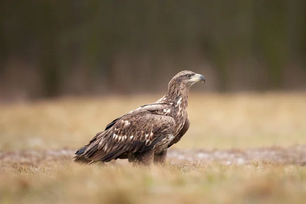 Orel Běloocasý Haliaeetus Albicilla Příroda Evropy — Stock fotografie