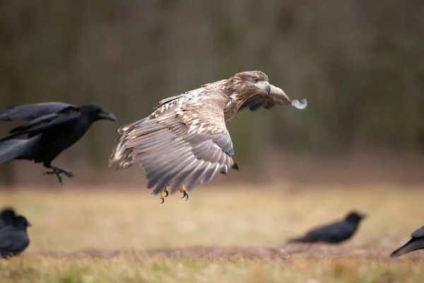 Águila Cola Blanca Haliaeetus Albicilla Europa Naturaleza —  Fotos de Stock