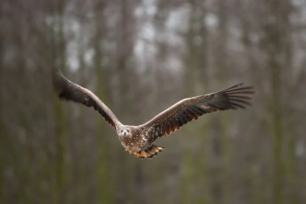 Orel Běloocasý Haliaeetus Albicilla Příroda Evropy — Stock fotografie