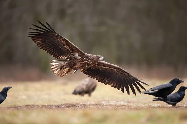 Águila Cola Blanca Haliaeetus Albicilla Europa Naturaleza —  Fotos de Stock