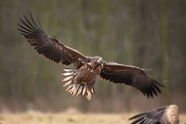 Águila Cola Blanca Haliaeetus Albicilla Europa Naturaleza —  Fotos de Stock