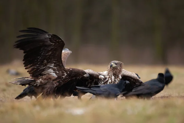 Águila Cola Blanca Entre Cuervo Común Águila Durante Invierno Vida —  Fotos de Stock