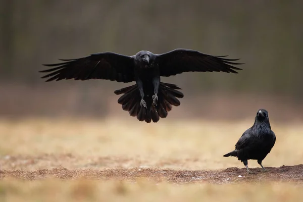 Common Raven Field Flock Ravens Ground European Wild Nature Winter — Stock Photo, Image