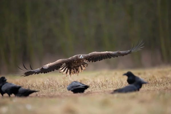 Águila Cola Blanca Entre Cuervo Común Águila Durante Invierno Vida —  Fotos de Stock