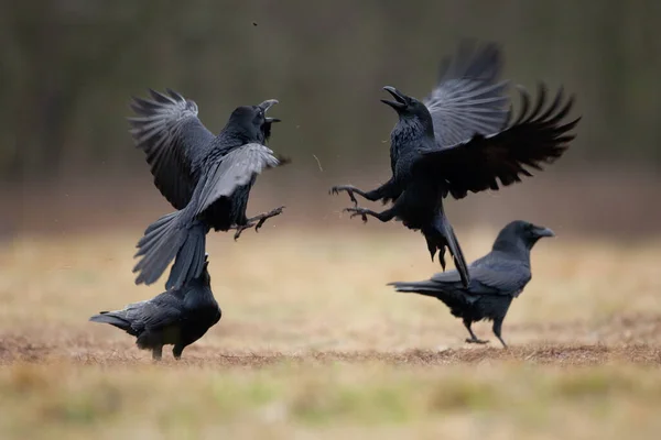 Common Raven Field Flock Ravens Ground European Wild Nature Winter — Stock Photo, Image