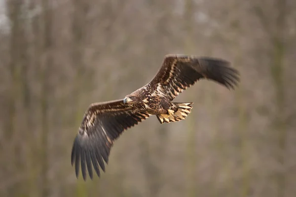 Orel Běloocasý Haliaeetus Albicilla Příroda Evropy — Stock fotografie