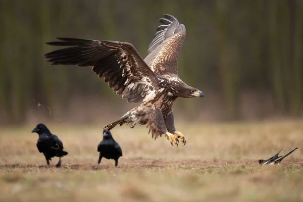 Águia Cauda Branca Entre Corvos Comuns Águia Durante Inverno Vida — Fotografia de Stock