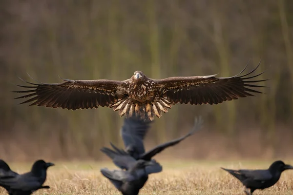 White Tailed Eagle Common Raven Eagle Winter Time European Wildlife — Stock Photo, Image