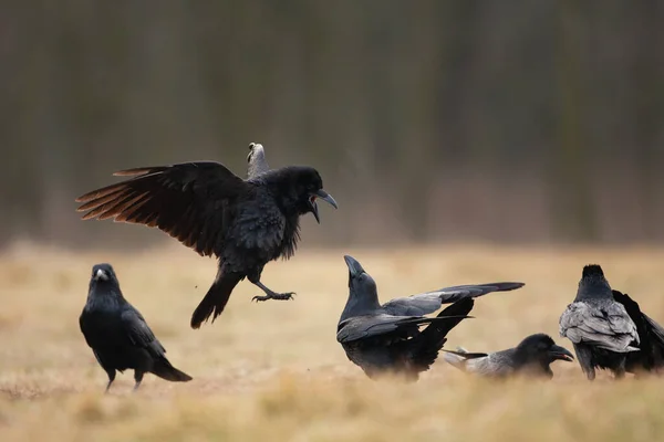 Gemeenschappelijke Raaf Het Veld Een Kudde Raven Grond Europese Wilde — Stockfoto