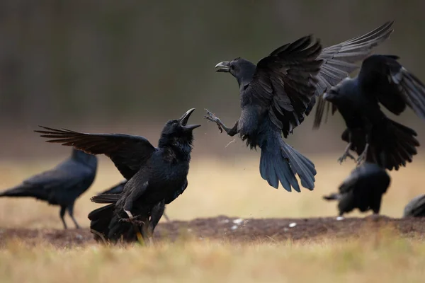 Corvo Comum Campo Bando Corvos Chão Natureza Selvagem Europeia Inverno — Fotografia de Stock