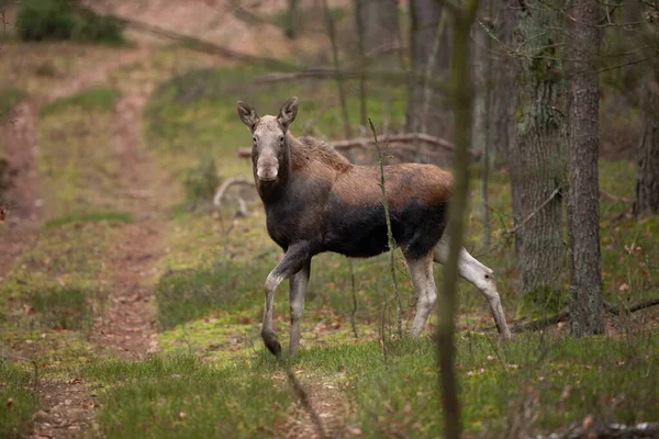 Moose Schovává Lese Divoký Los Přírodě Polska Kráčející Los Lesem — Stock fotografie