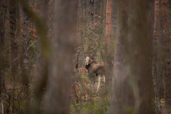 Moose Sta Nascondendo Nella Foresta Alce Selvatico Nella Natura Polacca — Foto Stock
