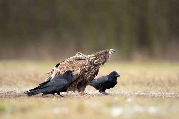 White Tailed Eagle Common Raven Eagle Winter Time European Wildlife — Stock Photo, Image
