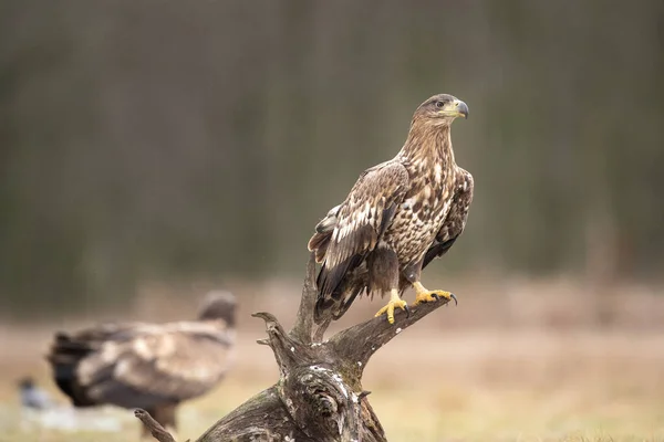 Beyaz Kuyruklu Kartal Haliaeetus Albicilla Avrupa Doğası — Stok fotoğraf