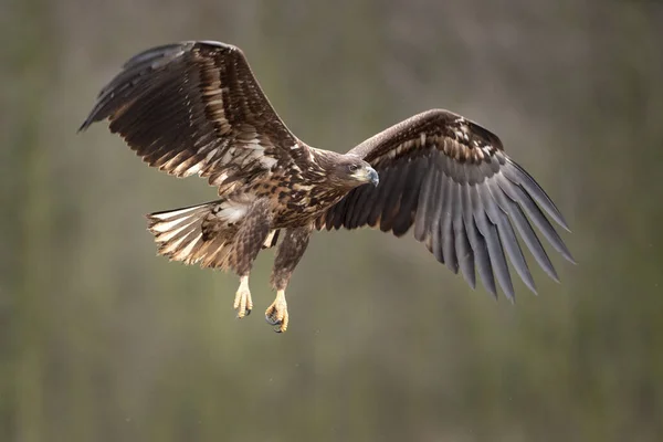 White Tailed Eagle Haliaeetus Albicilla Europe Nature — Stock Photo, Image