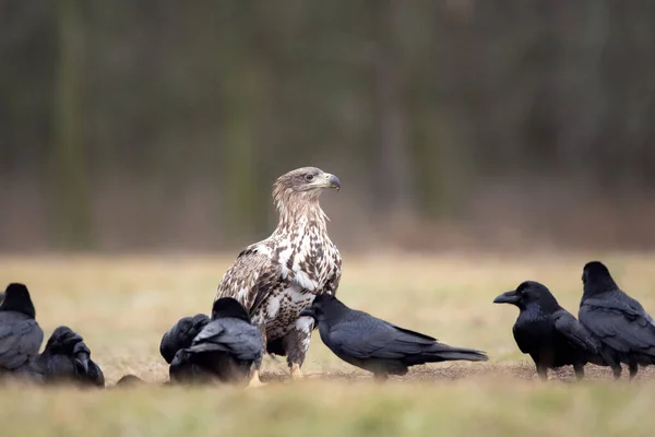 White Tailed Eagle Common Raven Eagle Winter Time European Wildlife — Stock Photo, Image