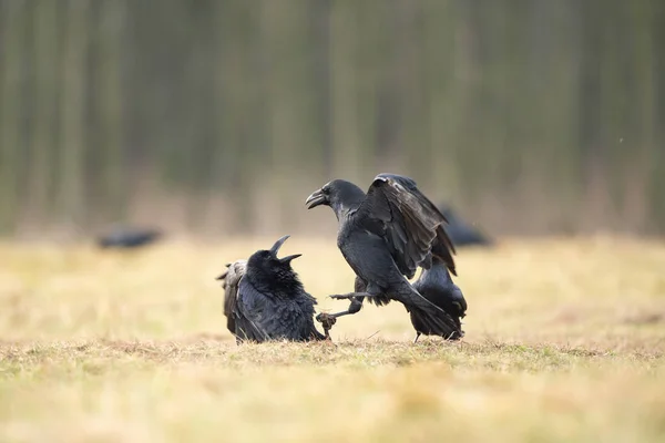 Cuervo Común Campo Una Bandada Cuervos Suelo Naturaleza Salvaje Europea —  Fotos de Stock