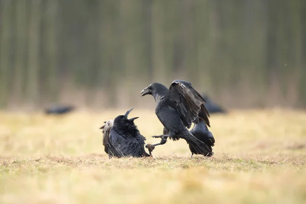 Běžný Havran Hřišti Hejno Havranů Zemi Evropská Divoká Příroda Zima — Stock fotografie