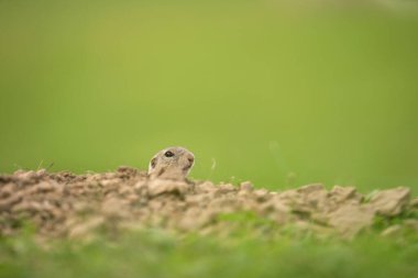 Avrupa sincabı çayırda hareket ediyor. Becerikli sincaplar. Avrupa vahşi doğası. Yuvanın yanındaki sincap. Yuvanın yanında aç sincap yiyor..