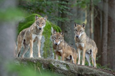 Avrasya kurdu, köpek lupus, ormanda saklanıyor. Avrupa doğası. Kurt doğada uzanıyor. Ormanda başarılı bir yırtıcı. Yavrularla dolu. Avrupa doğasında nadir bulunan yırtıcılar