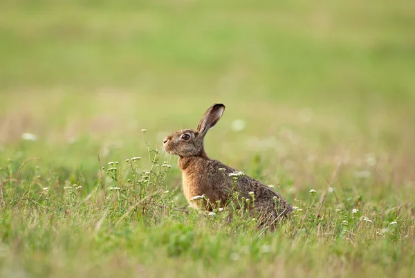 ヨーロッパのウサギ ユーロパエウス チェコの自然 — ストック写真