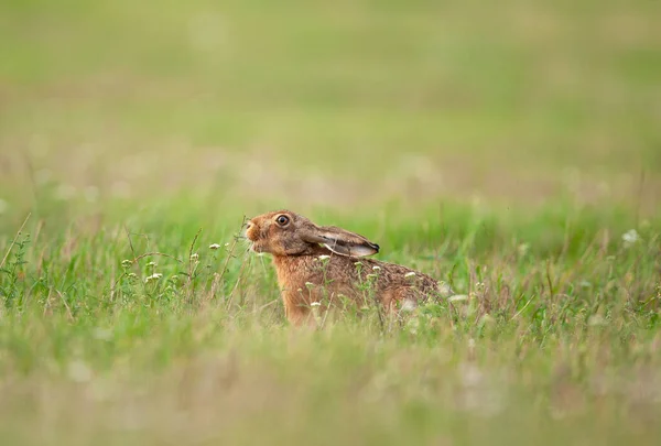 Europeisk Hare Lepus Europaeus Tjeckisk Natur — Stockfoto