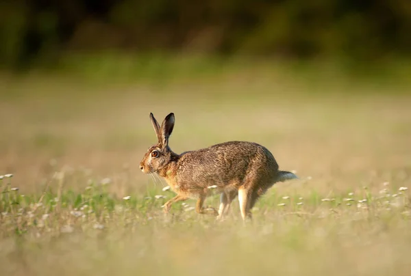 Zając Europejski Lepus Europaeus Przyroda Czeska — Zdjęcie stockowe