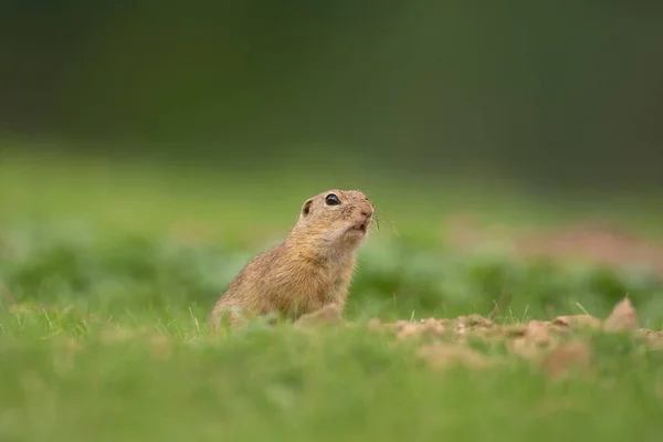 Den Europeiska Ekorren Rör Sig Ängen Skickliga Ekorrar Europeisk Natur — Stockfoto