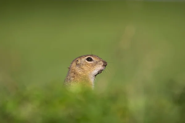欧洲地面松鼠在草地上活动 熟练的松鼠 欧洲野生动物的天性 松鼠在洞口附近 饥饿的松鼠在洞口附近吃东西 — 图库照片