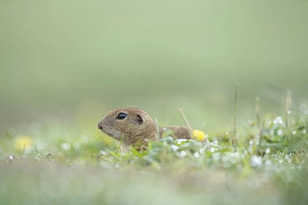 Evropská Pozemní Veverka Pohybuje Louce Umělé Veverky Evropská Příroda Veverka — Stock fotografie