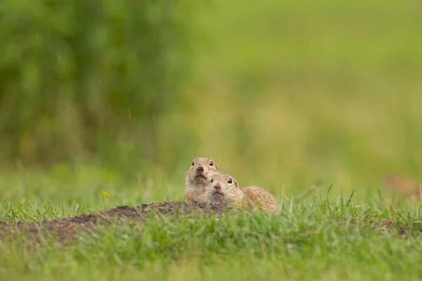 Den Europeiska Ekorren Rör Sig Ängen Skickliga Ekorrar Europeisk Natur — Stockfoto