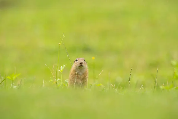 Den Europeiska Ekorren Rör Sig Ängen Skickliga Ekorrar Europeisk Natur — Stockfoto