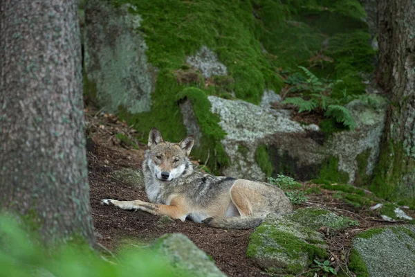 Euroasijský Vlk Canis Lupus Lupus Schovaný Lese Evropa Příroda Vlk — Stock fotografie
