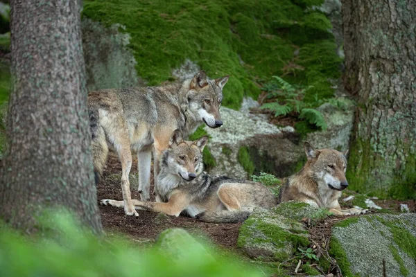 Euraziatische Wolf Canis Lupus Lupus Verstopt Het Bos Europese Natuur — Stockfoto